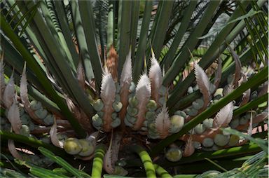 APII jpeg image of Cycas media subsp. ensata  © contact APII