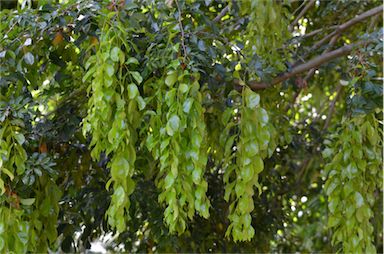 APII jpeg image of Maniltoa lenticellata  © contact APII