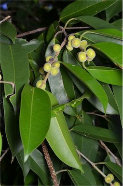 APII jpeg image of Ficus longifolia  © contact APII