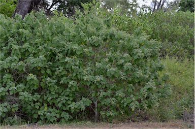 APII jpeg image of Abutilon auritum  © contact APII