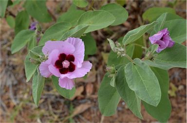 APII jpeg image of Gossypium australe  © contact APII