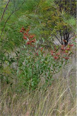 APII jpeg image of Grevillea decora subsp. decora  © contact APII