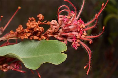 APII jpeg image of Grevillea decora subsp. decora  © contact APII