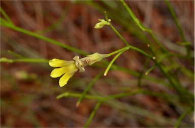 APII jpeg image of Goodenia armitiana  © contact APII