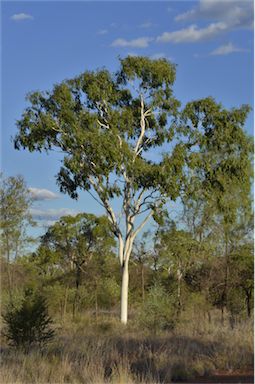 APII jpeg image of Corymbia dallachiana  © contact APII