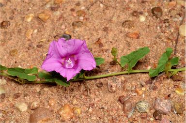 APII jpeg image of Ipomoea muelleri  © contact APII