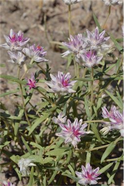 APII jpeg image of Gomphrena humilis  © contact APII