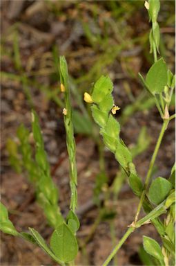 APII jpeg image of Zornia prostrata var. prostrata  © contact APII