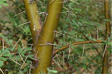 APII jpeg image of Vachellia nilotica subsp. indica  © contact APII