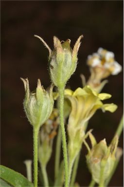 APII jpeg image of Goodenia strangfordii  © contact APII