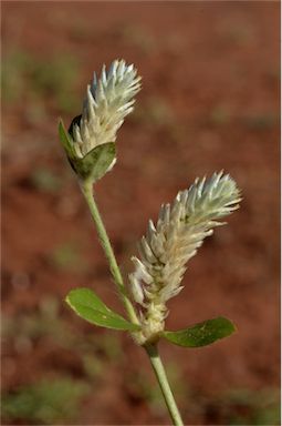 APII jpeg image of Gomphrena celosioides  © contact APII