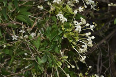 APII jpeg image of Clerodendrum floribundum var. angustifolium  © contact APII