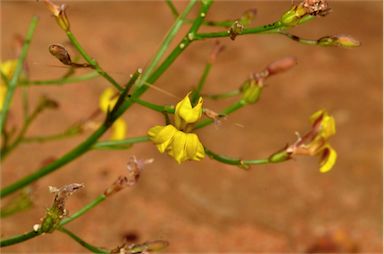 APII jpeg image of Goodenia paniculata  © contact APII