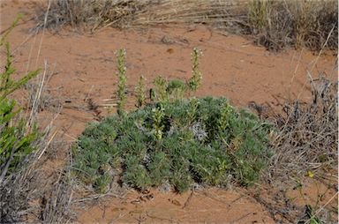 APII jpeg image of Stylidium eglandulosum  © contact APII