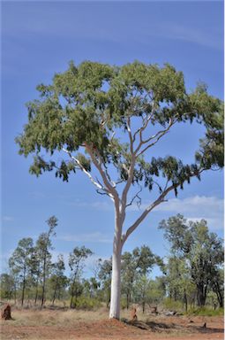 APII jpeg image of Corymbia dallachiana  © contact APII