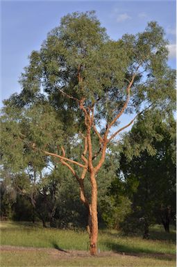 APII jpeg image of Corymbia leichhardtii  © contact APII