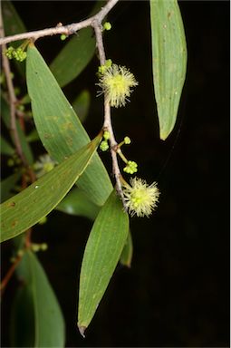 APII jpeg image of Acacia excelsa  © contact APII