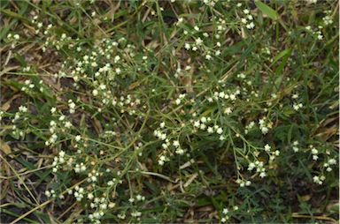 APII jpeg image of Parthenium hysterophorus  © contact APII