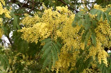 APII jpeg image of Acacia glaucocarpa  © contact APII