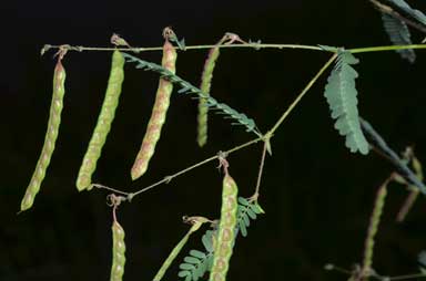 APII jpeg image of Aeschynomene indica  © contact APII