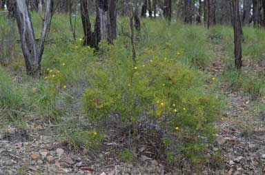 APII jpeg image of Hibbertia sp. 'Cistoidea group'  © contact APII