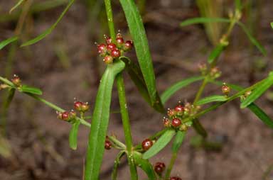 APII jpeg image of Ammannia multiflora  © contact APII