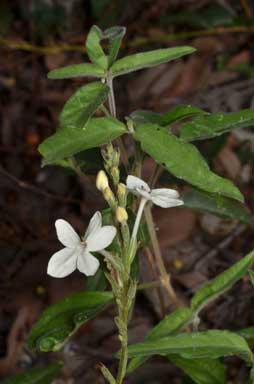 APII jpeg image of Pseuderanthemum variabile  © contact APII