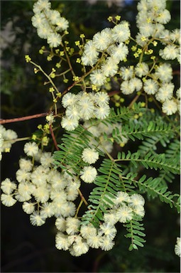 APII jpeg image of Acacia terminalis  © contact APII