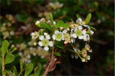 APII jpeg image of Sannantha tozerensis  © contact APII