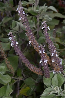 APII jpeg image of Plectranthus argentatus  © contact APII