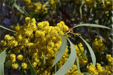 APII jpeg image of Acacia leiophylla  © contact APII