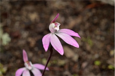 APII jpeg image of Caladenia fuscata  © contact APII