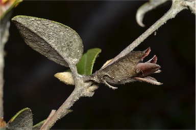 APII jpeg image of Mirbelia platylobioides  © contact APII