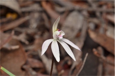 APII jpeg image of Caladenia fuscata  © contact APII