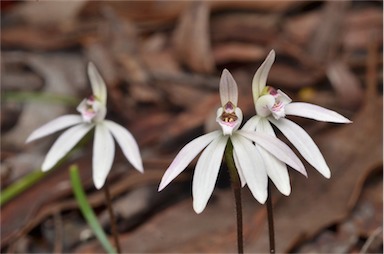 APII jpeg image of Caladenia fuscata  © contact APII