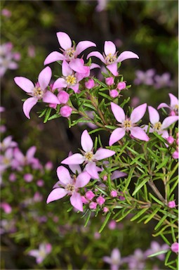 APII jpeg image of Boronia deanei  © contact APII