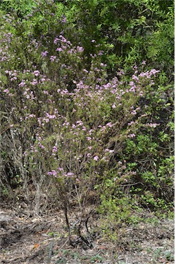 APII jpeg image of Boronia deanei  © contact APII