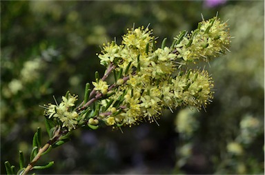 APII jpeg image of Leionema phylicifolium  © contact APII