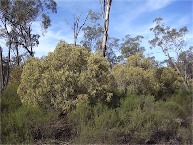 APII jpeg image of Santalum acuminatum  © contact APII