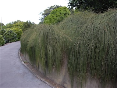 APII jpeg image of Casuarina 'Cousin It'  © contact APII