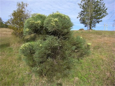 APII jpeg image of Hakea corymbosa  © contact APII