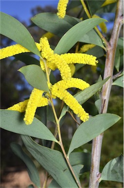 APII jpeg image of Acacia cheelii  © contact APII