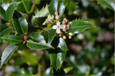 APII jpeg image of Ilex aquifolium  © contact APII