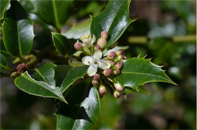 APII jpeg image of Ilex aquifolium  © contact APII