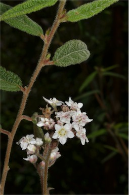 APII jpeg image of Commersonia rugosa  © contact APII