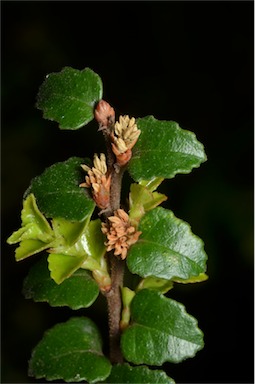 APII jpeg image of Nothofagus cunninghamii  © contact APII