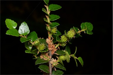 APII jpeg image of Nothofagus cunninghamii  © contact APII