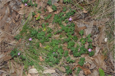 APII jpeg image of Geranium solanderi var. solanderi  © contact APII