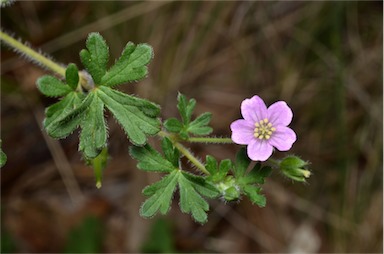 APII jpeg image of Geranium solanderi var. solanderi  © contact APII