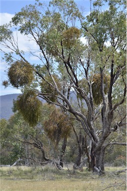 APII jpeg image of Amyema pendula subsp. pendula  © contact APII